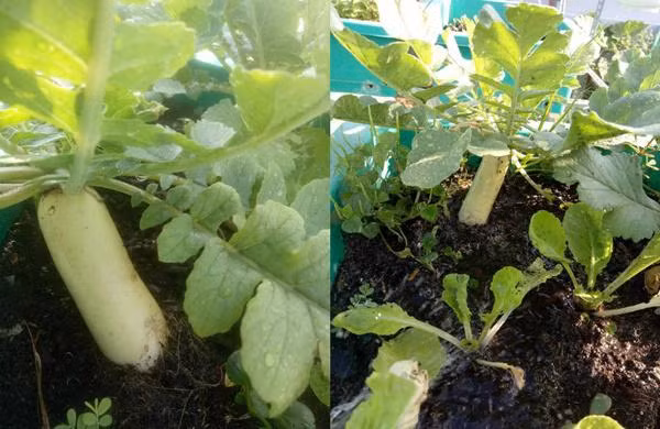 Vì diện tích sân thượng hạn chế, để có đủ rau ăn hàng ngày cho gia đình nên chị chủ yếu trồng rau theo mùa. Mùa đông chị trồng các loại rau cải, cà chua, ớt. Mùa hè thường trồng mùng tơi, dền, muống, bầu, bí… Ngoài ra, chị tận dụng khoảng ít nắng để trồng cây gia vị, tận dụng khoảng trên cao để trồng cây leo giàn tăng thêm thực phẩm sạch cho gia đình.