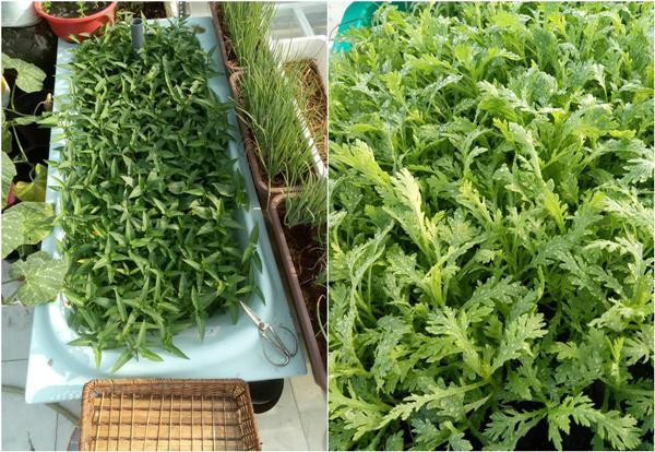 Đối với chị Phương Lynh, vườn rau trên sân thượng không chỉ là nơi cung cấp bữa ăn đảm bảo sức khỏe cho gia đình mà quan trọng hơn hết, đó là không gian để được về với thiên nhiên giữa phố phường chật hẹp, mọi người trong gia đình được “lao động cày cuốc” sau buổi làm việc căng thẳng.