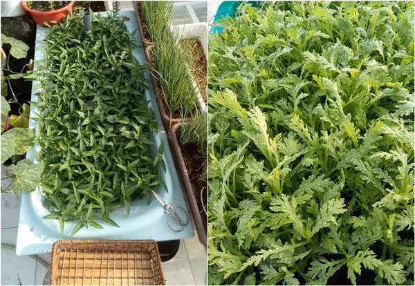 Đối với chị Phương Lynh, vườn rau trên sân thượng không chỉ là nơi cung cấp bữa ăn đảm bảo sức khỏe cho gia đình mà quan trọng hơn hết, đó là không gian để được về với thiên nhiên giữa phố phường chật hẹp, mọi người trong gia đình được “lao động cày cuốc” sau buổi làm việc căng thẳng.