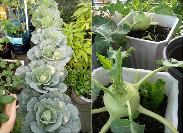 Theo chị, khó khăn nhất là vận chuyển đất lên sân thượng, còn những công việc như chăm bón, tưới rau vì là sở thích nên cảm thấy không quá vất vả, ngược lại còn mang đến niềm vui mỗi ngày.