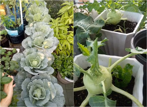 Theo chị, khó khăn nhất là vận chuyển đất lên sân thượng, còn những công việc như chăm bón, tưới rau vì là sở thích nên cảm thấy không quá vất vả, ngược lại còn mang đến niềm vui mỗi ngày.