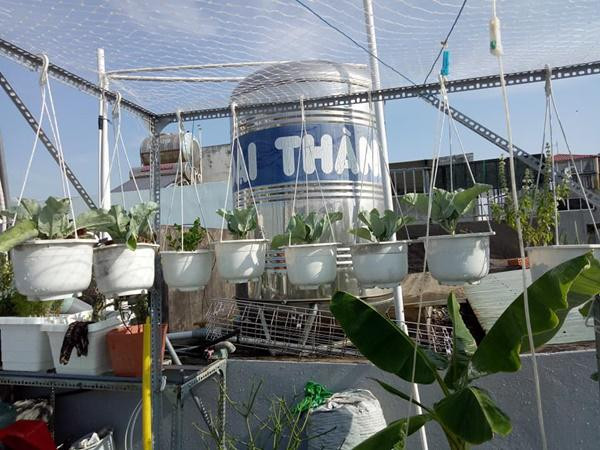 Chị Phương Lynh cho biết, chị bắt đầu làm vườn trên sân thượng cách đây 5 năm. Ban đầu chỉ vì thích ăn rau sống nên chị mua các thùng xốp về trồng cho vui. Sau một thời gian trồng, chị thấy thích thú với công việc này, yêu cây và thích chăm sóc, nên chồng đã đầu tư làm kệ và mua khay nhựa để thỏa niềm đam mê của chị.