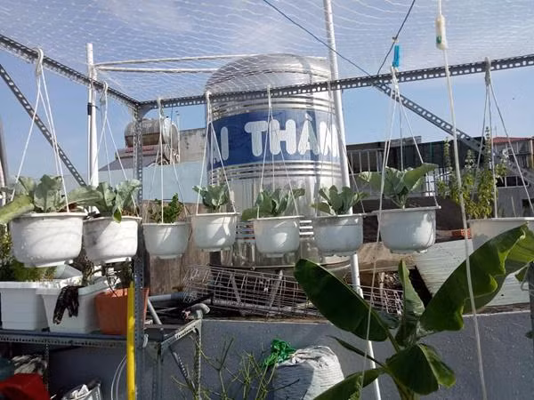 Chị Phương Lynh cho biết, chị bắt đầu làm vườn trên sân thượng cách đây 5 năm. Ban đầu chỉ vì thích ăn rau sống nên chị mua các thùng xốp về trồng cho vui. Sau một thời gian trồng, chị thấy thích thú với công việc này, yêu cây và thích chăm sóc, nên chồng đã đầu tư làm kệ và mua khay nhựa để thỏa niềm đam mê của chị.