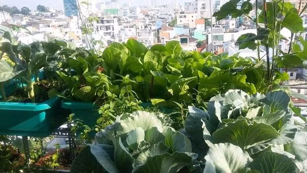 Chị chỉ trồng và chăm bón hoàn toàn bằng phân trùn quế. Khi phát hiện sâu bệnh, chị pha dung dịch nước, ớt, gừng, tỏi với rượu xịt trực tiếp lên cây.