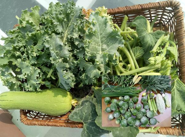 Thấm thoát đã 5 năm trôi qua, kể từ khi có vườn rau sân thượng, gia đình chị Phương Lynh thường xuyên có rau sạch ăn, thi thoảng còn có rau biếu hàng xóm, ít phải mua ngoài chợ.