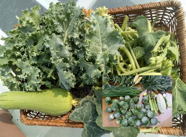 Thấm thoát đã 5 năm trôi qua, kể từ khi có vườn rau sân thượng, gia đình chị Phương Lynh thường xuyên có rau sạch ăn, thi thoảng còn có rau biếu hàng xóm, ít phải mua ngoài chợ.