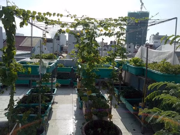 Ngam san thuong xanh muot mat rau sach cua me dam Sai Gon