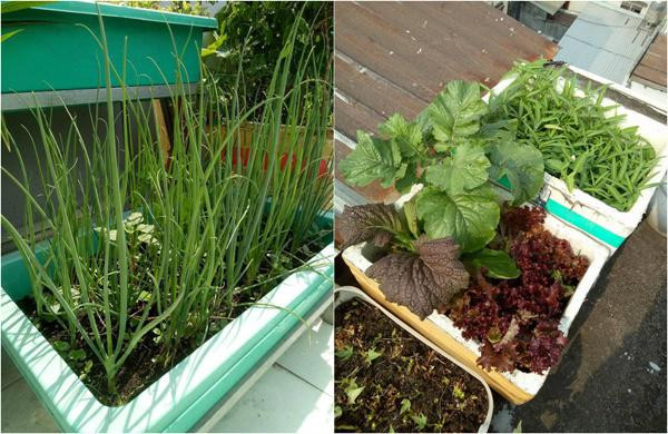 Chị Phương Lynh bật mí, một kinh nghiệm nhỏ nữa là trồng thùng xốp thì không nên đục lỗ thoát nước dưới đáy thùng và chỉ đục lỗ thoát nước ở trên thân thùng, cách đáy thùng khoảng 5cm. Mục đích là để giữ độ ẩm dưới đáy thùng, giúp không bị trôi đất và phân bón.