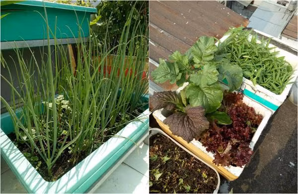 Chị Phương Lynh bật mí, một kinh nghiệm nhỏ nữa là trồng thùng xốp thì không nên đục lỗ thoát nước dưới đáy thùng và chỉ đục lỗ thoát nước ở trên thân thùng, cách đáy thùng khoảng 5cm. Mục đích là để giữ độ ẩm dưới đáy thùng, giúp không bị trôi đất và phân bón.