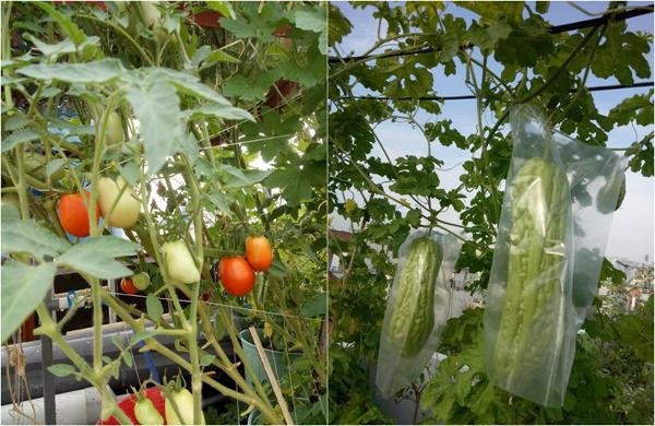 Các loại rau sạch xanh tươi một góc sân thượng.