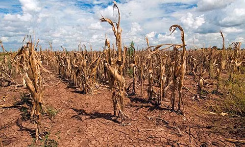 Canh bao con nguoi chet doi vi con trung “dien cuong” hon bao gio het