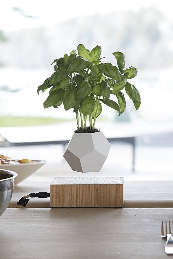 Bạn không mơ đâu, chiếc bình này sẽ giúp cây trồng nhà bạn được sống trong môi trường vô trọng lực!