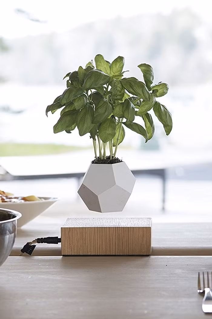 Bạn không mơ đâu, chiếc bình này sẽ giúp cây trồng nhà bạn được sống trong môi trường vô trọng lực!