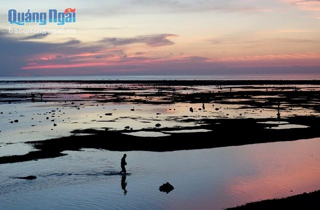 Dọc bờ biển đảo Lý Sơn được thiên nhiên ban tặng những rạn san hô với nhiều loại nhiễm thể, tôm cá khác nhau. Không biết từ bao giờ, người dân nơi đây bắt đầu khai thác loại thực vật biển giàu chất dinh dưỡng này, chỉ biết đây là nguồn thu nhập đáng kể của một bộ phận dân đảo tự bao đời nay.