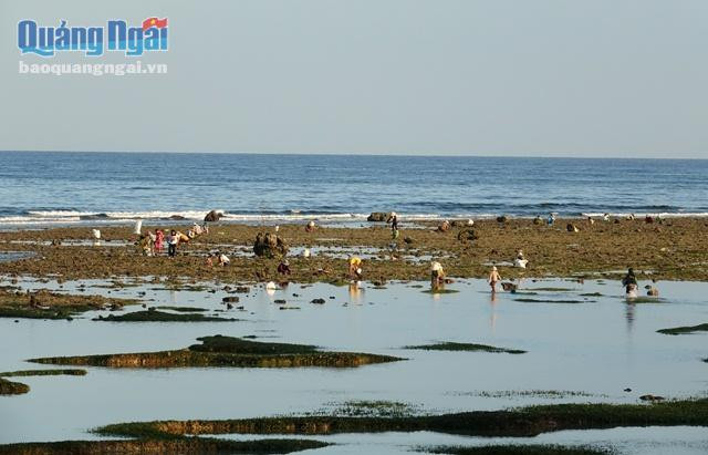 Hành trang họ mang theo rất đơn giản chỉ một chiếc liềm bẻ con ở mũi và một cái rổ nhựa hoặc chiếc giỏ nhựa để đựng “chiến lợi phẩm”. Những ngày này, khi thủy triều rút, nhiều người dân ở huyện đảo Lý Sơn lại rủ nhau ra các gành đá san hô để “săn” vẹm (hàu son). Việc đánh bắt loại nhuyễn thể đặc sản này giúp họ có thêm nguồn thu nhập trang trải để trang trải cuộc sống.