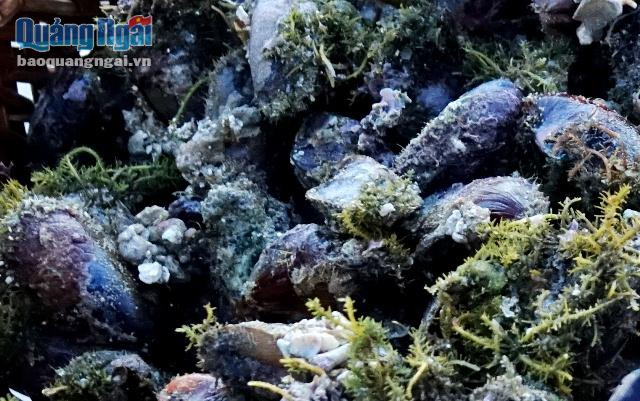 Vẹm thuộc loài nhuyễn thể, có ở khắp gành đá san hô quanh đảo. Chúng sống trong lớp cát san hô có rong biển. Vẹm hình bầu dục, lớn hơn ngón tay cái một chút. Theo người dân nơi đây, Việc bắt vẹm thường diễn ra vào những ngày con nước chảy ròng mạnh từ tháng 3 đến tháng 7 dương lịch, khi đó xung quanh đảo gành đá lô nhô lên, việc bắt vẹm mới dễ hơn.