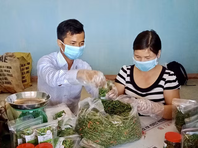 Sau một thời gian dài chuẩn bị, được sự trợ giúp của chính quyền huyện Sơn Hà, cùng với một số sản phẩm khác HTX NN sạch Sơn Hà đã xuất đợt ớt xiêm núi đầu tiên (gần 40 kg) vào hệ thống siêu thị để bày bán, với giá ớt trái tươi đóng gói (trọng lượng 100gram) là 18.500 đồng/gói; ớt muối (200gram/lọ) là 31.000 đồng/lọ. Đây cũng là đơn vị đầu tiên ở Quảng Ngãi đưa nông sản này ra quảng bá rộng rãi ở các tỉnh thành khác trong nước.