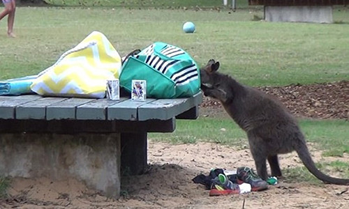 Ảnh cắt từ clip.