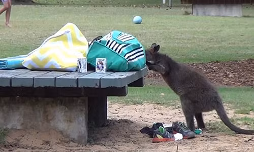 Ảnh cắt từ clip.