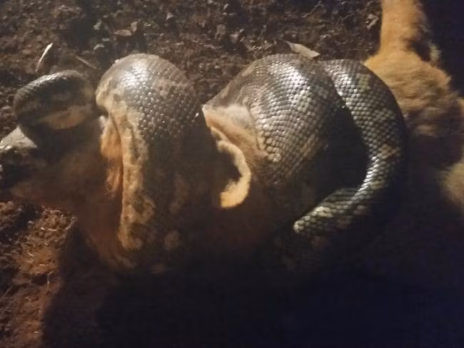 Cao can co tran khong roi, tran siet chat cao khong buong-Hinh-2