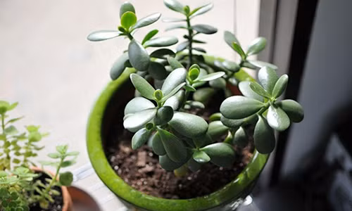 Trong cay nay trong nha dam bao len nhu dieu gap gio