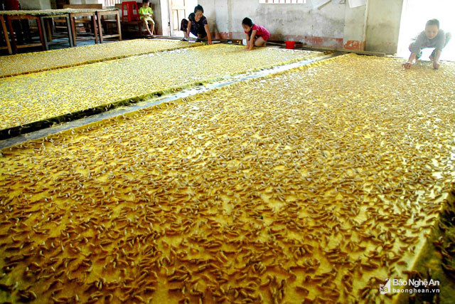 Đây là tằm được thả trên khuôn đang tự nhả tơ đan chăn, thảm; cách làm này giúp người làm nghề tằm tơ ở Diễn Kim có thu nhập cao hơn sản xuất tơ theo cách thông thường. Ảnh: Trần Cảnh Yên