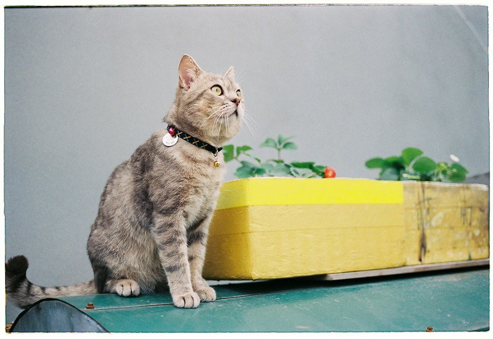 Thêm vào đó, vì đang ở độ tuổi thanh xuân nên anh chàng còn có sở thích "khoe đào". Cứ dựa vào bất cứ đâu là Bư khoe đào thôi. Chính vì thế nên ảnh Bư "khoe đào" chiếm diện tích kha khá trên trang fanpage của Bư. Các fan hâm mộ cũng rất thích thú với hình ảnh này của Bư.