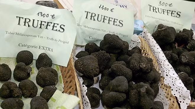 Nấm truffle đen