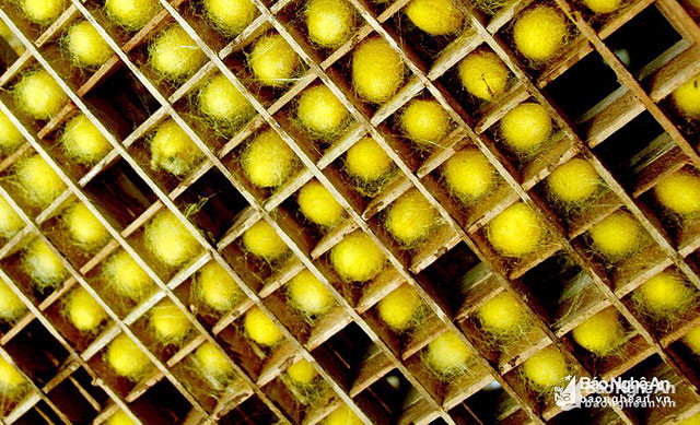 Nong kén kiểu mới xoay đã được ứng dụng ở Diễn Kim, giúp kén tiếp cận tốt với ánh nắng. Những nong kén kiểu xoay cũng giúp người dân dễ dàng gỡ kén ra để dệt. Ảnh: Trân Châu