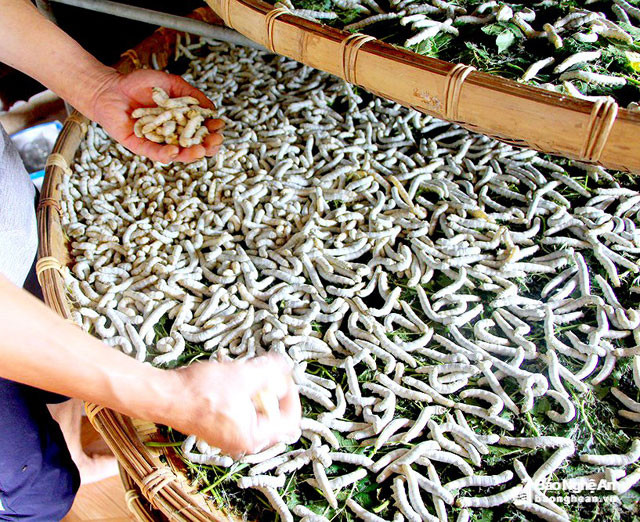 Năm nay, theo phản ánh của bà con, tằm đẹp, tỷ lệ chết rất ít, cho chất lượng kén cao. Nuôi tằm ở Diễn Kim đang cho thu nhập bình quân 3 triệu đồng/tháng/hộ. Ảnh: Quang An