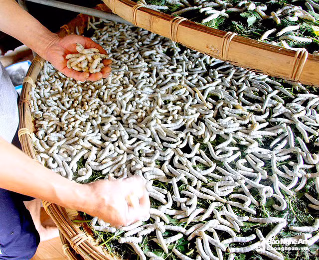 Năm nay, theo phản ánh của bà con, tằm đẹp, tỷ lệ chết rất ít, cho chất lượng kén cao. Nuôi tằm ở Diễn Kim đang cho thu nhập bình quân 3 triệu đồng/tháng/hộ. Ảnh: Quang An