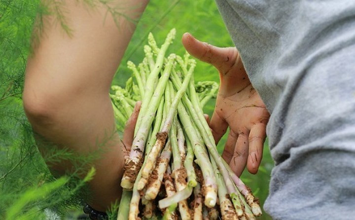 Đang sở hữu công ty riêng, chị Đoàn Tuyết Hạnh (38 tuổi) đã quyết định nghỉ việc để khởi nghiệp với mô hình trồng măng tây hữu cơ. Chỉ hơn nửa năm, vườn măng tây của chị Hạnh đã cho thu nhập gần 150 triệu đồng mỗi tháng. (Ảnh: Lao Động)