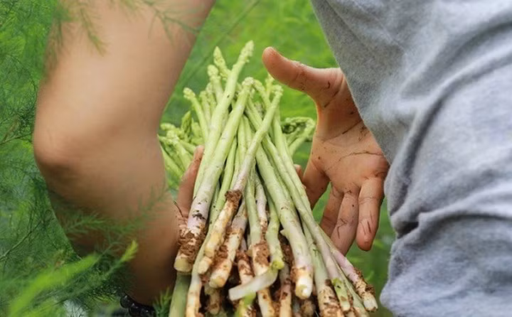 Đang sở hữu công ty riêng, chị Đoàn Tuyết Hạnh (38 tuổi) đã quyết định nghỉ việc để khởi nghiệp với mô hình trồng măng tây hữu cơ. Chỉ hơn nửa năm, vườn măng tây của chị Hạnh đã cho thu nhập gần 150 triệu đồng mỗi tháng. (Ảnh: Lao Động)