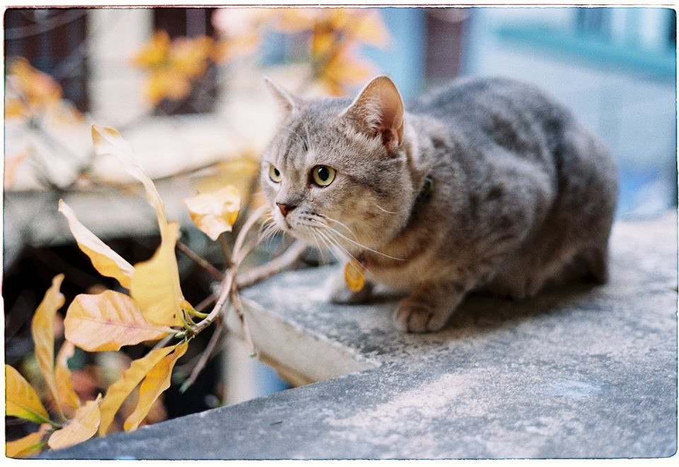 Tuy nhiên không biết vì lý do gì mà từ một bé mèo đáng yêu đôi mắt long lanh không có lấy một cái ngấn cổ, Bư đã "biến hóa" thành một chàng mèo béo múp cổ núc ních mỡ, thậm chí còn không thể nhận ra nét nghiêng thần thánh ban đầu nữa.