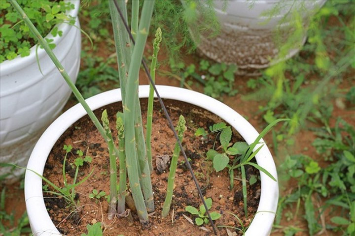 Hiện nay vườn măng tây rộng 1,5ha của chị Hạnh đang cho thu hoạch 70kg – 100kg măng tây/ ngày. Măng tây sau khi thu hoạch từ vườn, sẽ được loại bỏ những cây già, cắt bỏ phần gốc, rửa sạch và bó thành từng bó nhỏ rồi mới cung cấp ra ngoài thị trường. (Ảnh: Lao Động)