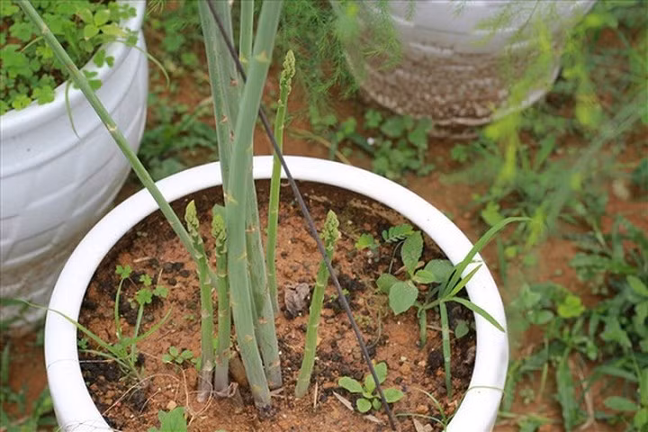 Hiện nay vườn măng tây rộng 1,5ha của chị Hạnh đang cho thu hoạch 70kg – 100kg măng tây/ ngày. Măng tây sau khi thu hoạch từ vườn, sẽ được loại bỏ những cây già, cắt bỏ phần gốc, rửa sạch và bó thành từng bó nhỏ rồi mới cung cấp ra ngoài thị trường. (Ảnh: Lao Động)