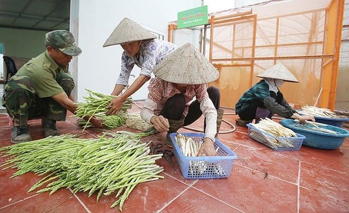 Măng sau khi thu hoạch được gom theo chủng loại để tránh gãy ngọn, dập nát. (Ảnh: Vnexpress)
