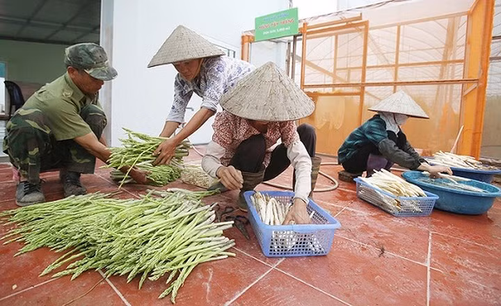 Măng sau khi thu hoạch được gom theo chủng loại để tránh gãy ngọn, dập nát. (Ảnh: Vnexpress)