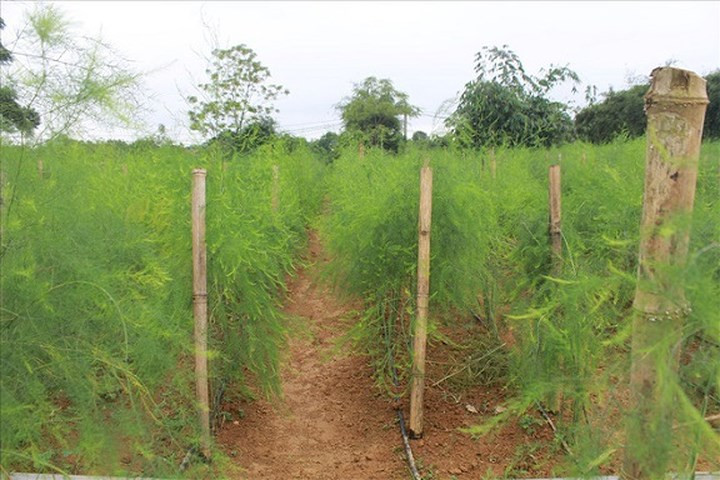 Măng tây là giống cây thân thảo, dễ sinh trưởng, trồng được cả ở đồng bằng và miền núi nếu được cung cấp đủ độ ẩm cần thiết. Từ khi gieo hạt chỉ khoảng 6 tháng là cây đã cho thu hoạch, có thể thu hoạch liên tục trong vòng 10 năm (trong điều kiện chăm sóc tốt có thể thu hoạch từ 15 – 20 năm). (Ảnh: Lao Động)