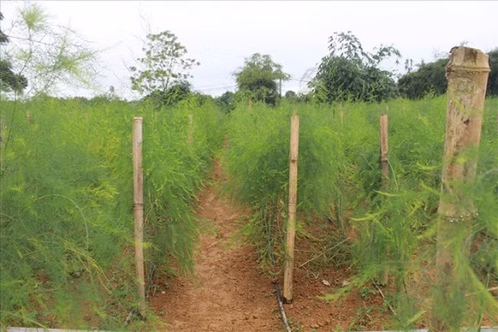 Măng tây là giống cây thân thảo, dễ sinh trưởng, trồng được cả ở đồng bằng và miền núi nếu được cung cấp đủ độ ẩm cần thiết. Từ khi gieo hạt chỉ khoảng 6 tháng là cây đã cho thu hoạch, có thể thu hoạch liên tục trong vòng 10 năm (trong điều kiện chăm sóc tốt có thể thu hoạch từ 15 – 20 năm). (Ảnh: Lao Động)