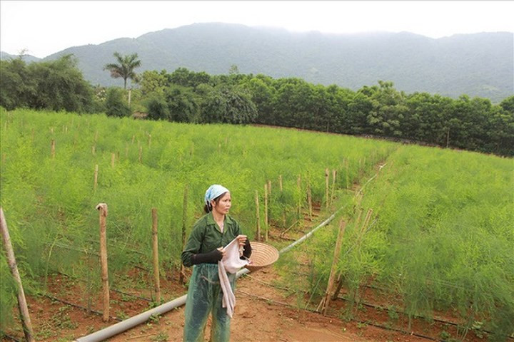 Tháng 6/2017 chị Hạnh đã quyết định thuê 1,5 ha đất tại xã Tiến Xuân, huyện Thạch Thất, TP Hà Nội và đầu tư tổng số vốn 600 triệu để thực hiện mô hình trồng măng tây hữu cơ với hệ thống tưới nước tự động. (Ảnh: Lao Động)