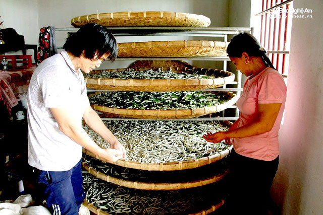 Cữ này ở xã Diễn Kim (Diễn Châu) bà con đang vào vụ nuôi tằm và sản xuất kén. Nghề nuôi tằm ở đây đang được khôi phục lại và phát triển thuận lợi nhờ được tư vấn kỹ thuật, trong đó có vai trò của tổ chức JICA (Nhật Bản). Ảnh: Gia đình ông Phạm Vũ Thuần ở xóm Tiền Tiến 1, xã Diễn Kim đang tuyển tằm chín để tạo kén. Ảnh: Trân Châu.