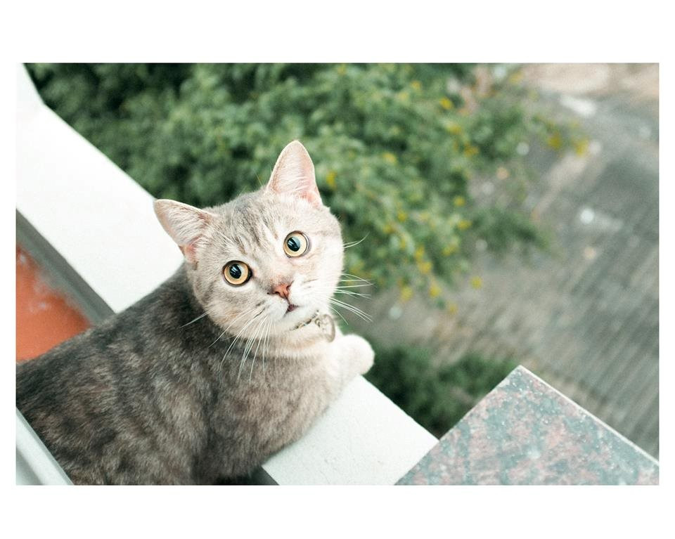 Tuy nhiên, để có được Bư đẹp trai của ngày hôm nay thì Bư cùng gia đình đã phải chiến đấu chống lại tử thần. Khoảng 5 tháng tuổi, Bư mắc bệnh giảm bạch cầu mặc dù bố đã cho Bư tiêm phòng cẩn thận. Bệnh ngày càng nặng và thậm chí Bư còn mắc thêm nhiều bệnh khác như viêm phổi, suy gan, thận, viêm tai... Bác sỹ lắc đầu nói khó có thể cứu được. Tuy nhiên cùng với sự cố gắng của Bư, của bố, cùng với một chút phép màu Bư đã sống và dần dần khỏi bệnh.