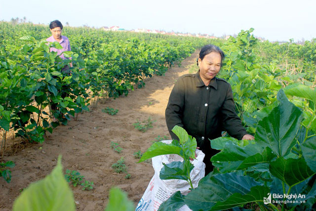 Ông Phạm Xuân Bang - Chủ tịch UBND xã Diễn Kim cho biết: Toàn xã có khoảng 120 hộ dân làm nghề trồng dâu nuôi tằm. Với kỹ thuật trồng dâu nuôi tằm được hỗ trợ từ JICA, nông dân yên tâm làm nghề. Địa phương đang khuyến khích bà con bám nghề, vừa để giải quyết việc làm, vừa lưu giữ nét truyền thống lâu đời của cha ông. Ảnh: Quang An