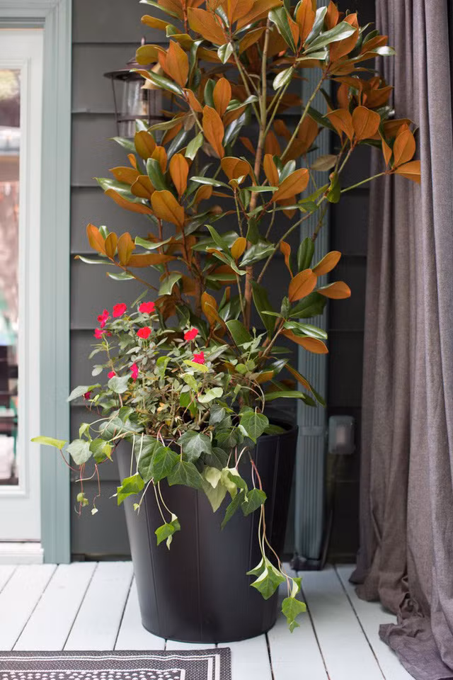 Thêm chậu cây hoa mộc lan: Một chậu cây hoa mộc lan trong chậu là điểm nhấn ở hiên nhà. Hoa mộc lan là biểu tượng tốt đẹp của mùa thu. Một chậu hoa ngoài hiên giúp thanh lọc không khí trong tổ ấm của bạn, cũng giúp hiên nhà thêm xinh xắn và đáng yêu hơn.