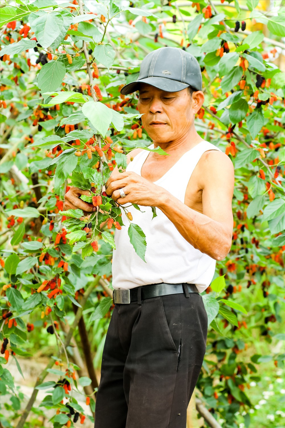 Ông Nguyễn Xuân Sơn (50 tuổi) chủ nhân của 2 mẫu dâu chia sẻ: “Riêng nhà tôi ngày nào cũng phải trẩy dâu, không trẩy là quả đen nó rụng xuống đất hết”.