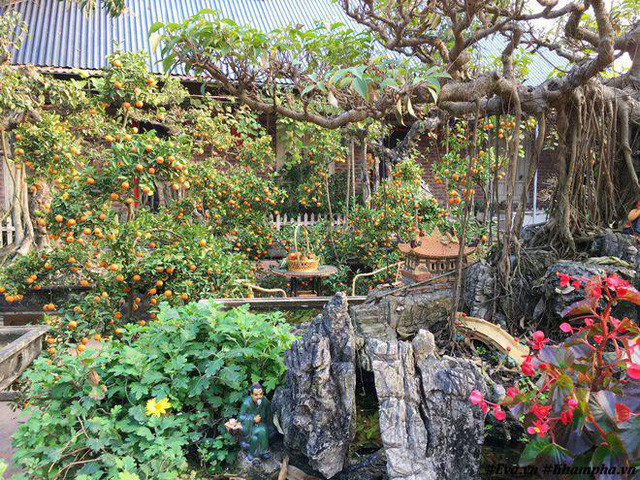 Hiện nay khu vườn nhà chị được phủ xanh bởi nhiều loại khác nhau như cây bonsai: đa, tùng, thông, me rừng, tùng la hán, xanh, si, ổi và tràn ngập màu sắc hoa 4 mùa xuân, hạ, thu, đông.