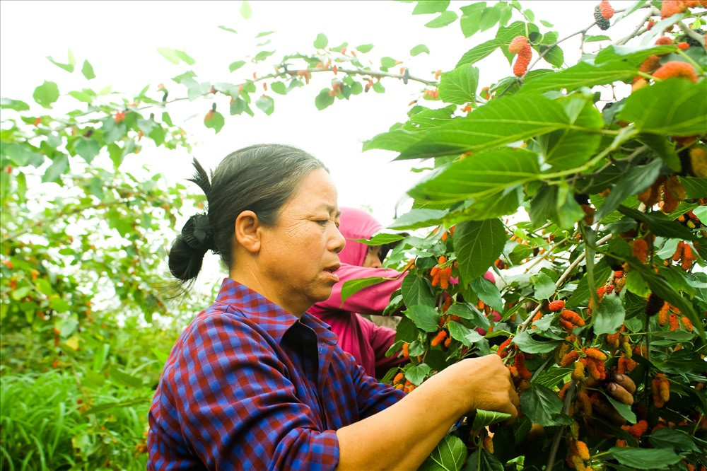 Bà Hoan có hơn mẫu dâu cho biết:" Năm nay mất mùa, mà trồng dâu vất vả lắm. Sang năm ông, bà định thay trồng dâu bằng nhót. Mặc dù thu hoạch dâu không đến nỗi nào, nhưng ngày nào cũng đi trẩy dâu rất mệt. Ngày râm mát thì còn đỡ chứ ngày nắng gắt, ngột thở, có nhiều lúc còn bị say nắng".
