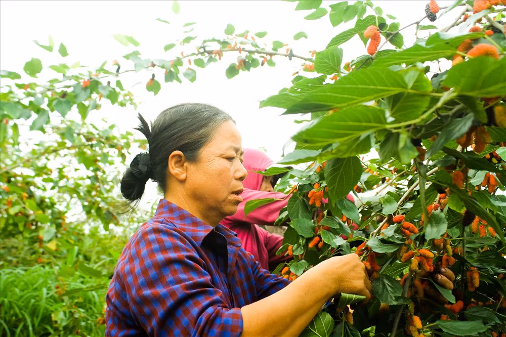Bà Hoan có hơn mẫu dâu cho biết:" Năm nay mất mùa, mà trồng dâu vất vả lắm. Sang năm ông, bà định thay trồng dâu bằng nhót. Mặc dù thu hoạch dâu không đến nỗi nào, nhưng ngày nào cũng đi trẩy dâu rất mệt. Ngày râm mát thì còn đỡ chứ ngày nắng gắt, ngột thở, có nhiều lúc còn bị say nắng".