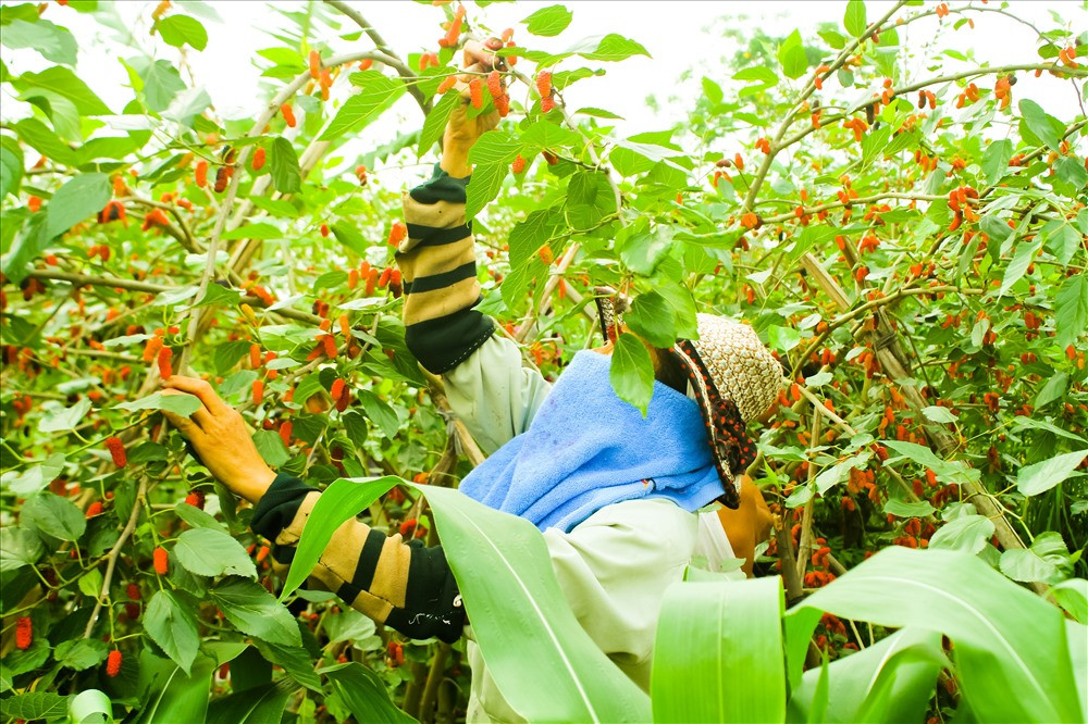 Ông Nguyễn Xuân Sơn (50 tuổi) chủ nhân của 2 mẫu dâu chia sẻ: “Riêng nhà tôi ngày nào cũng phải trẩy dâu, không trẩy là quả đen nó rụng xuống đất hết”. Sở hữu 70 gốc dâu ông Sơn phải nhờ chị dâu, em họ, thậm chí còn thuê cả người hái dâu để nhanh chóng thu hoạch hết số dâu chín.